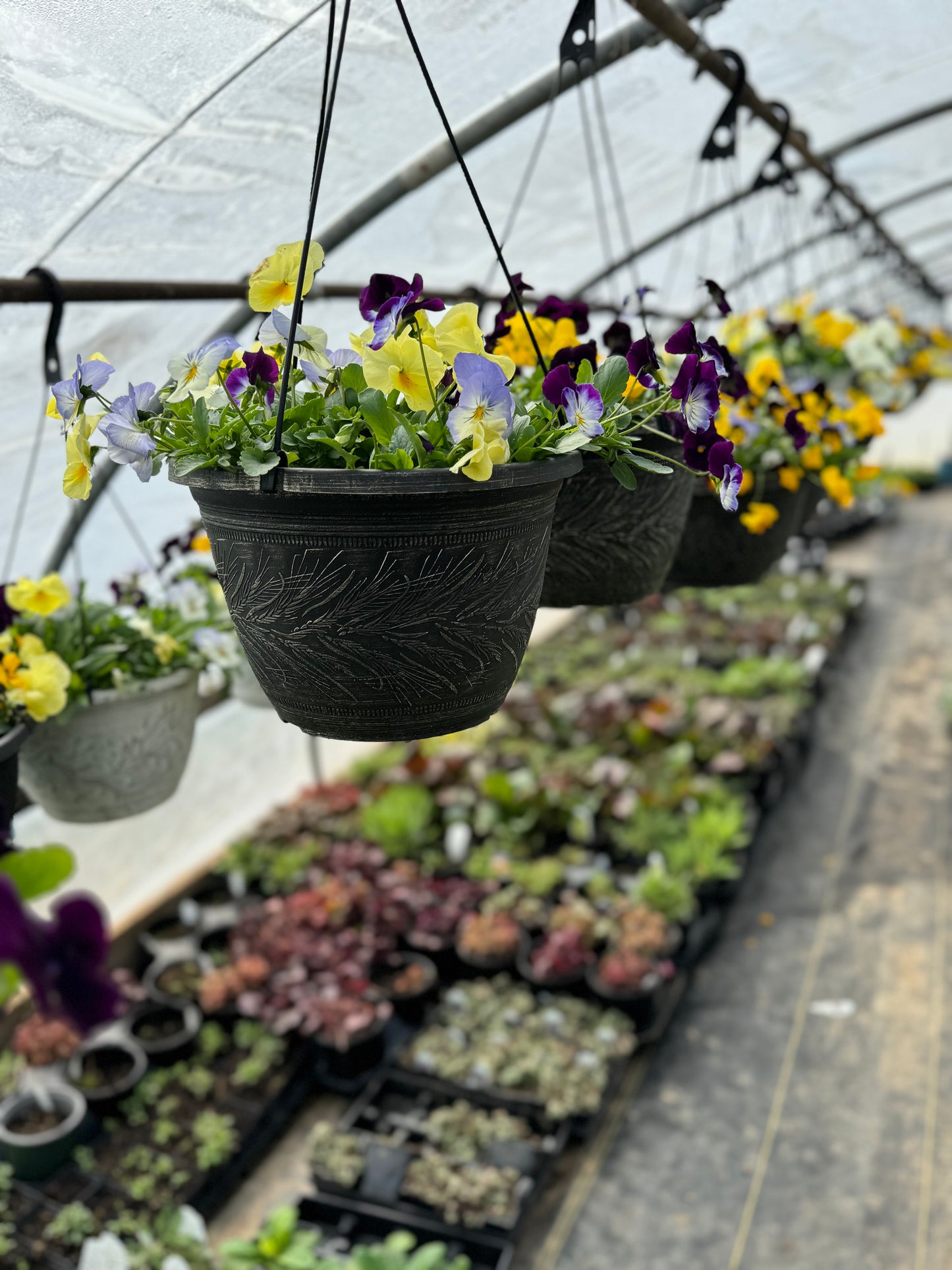 $40 Worth of Flowers and Plants at Rustic Hollow Greenhouse