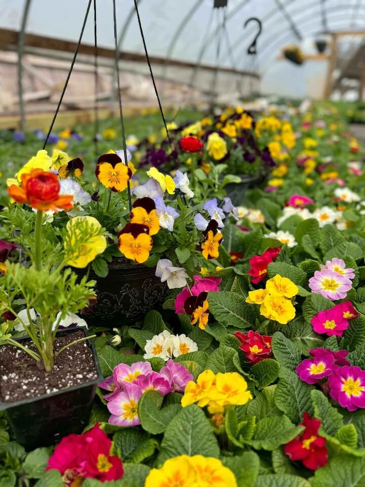 $40 Worth of Flowers and Plants at Rustic Hollow Greenhouse