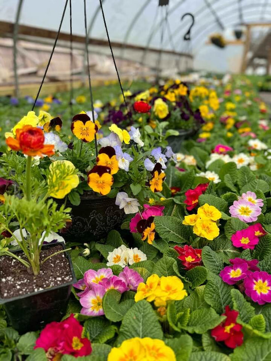 $40 Worth of Flowers and Plants at Rustic Hollow Greenhouse