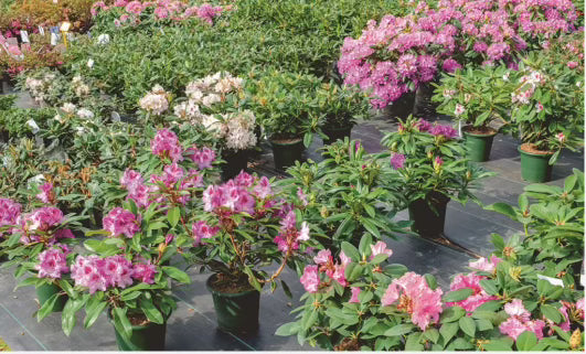 $40 Worth of Flowers and Plants at Rustic Hollow Greenhouse