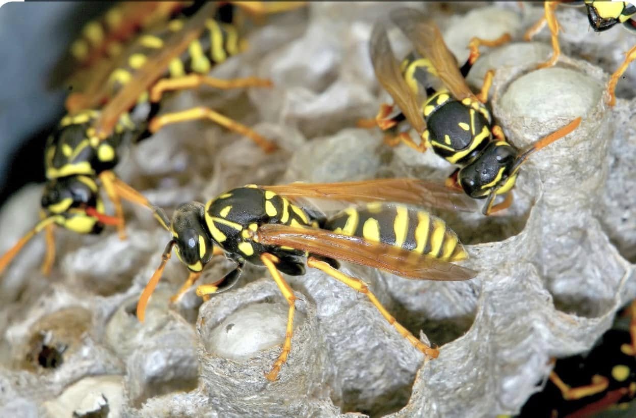 $50 for $100 at Devlins Pest Control