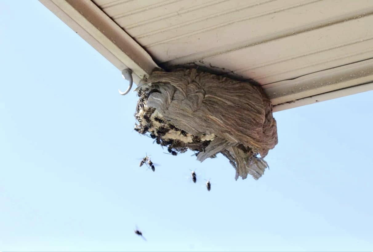 $50 for $100 at Devlins Pest Control