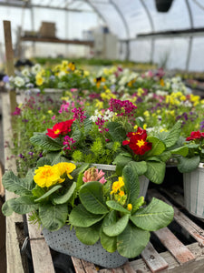 $40 Worth of Flowers and Plants at Rustic Hollow Greenhouse