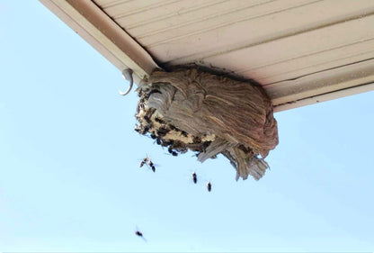 $50 for $100 at Devlins Pest Control