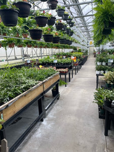 $10 for $20 at Farmstead Flowers