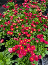 $10 for $20 at Farmstead Flowers