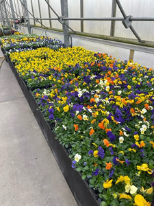 $10 for $20 at Farmstead Flowers
